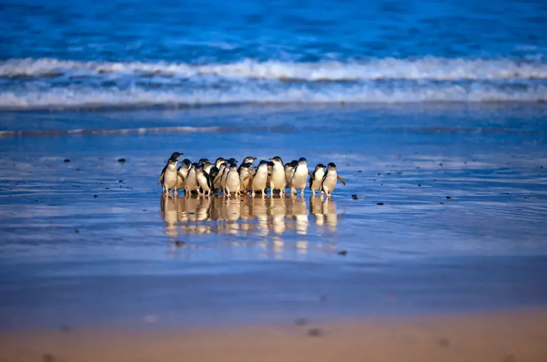 摩托队好威, 三的罗西以 摩托队好威, 三的罗西以